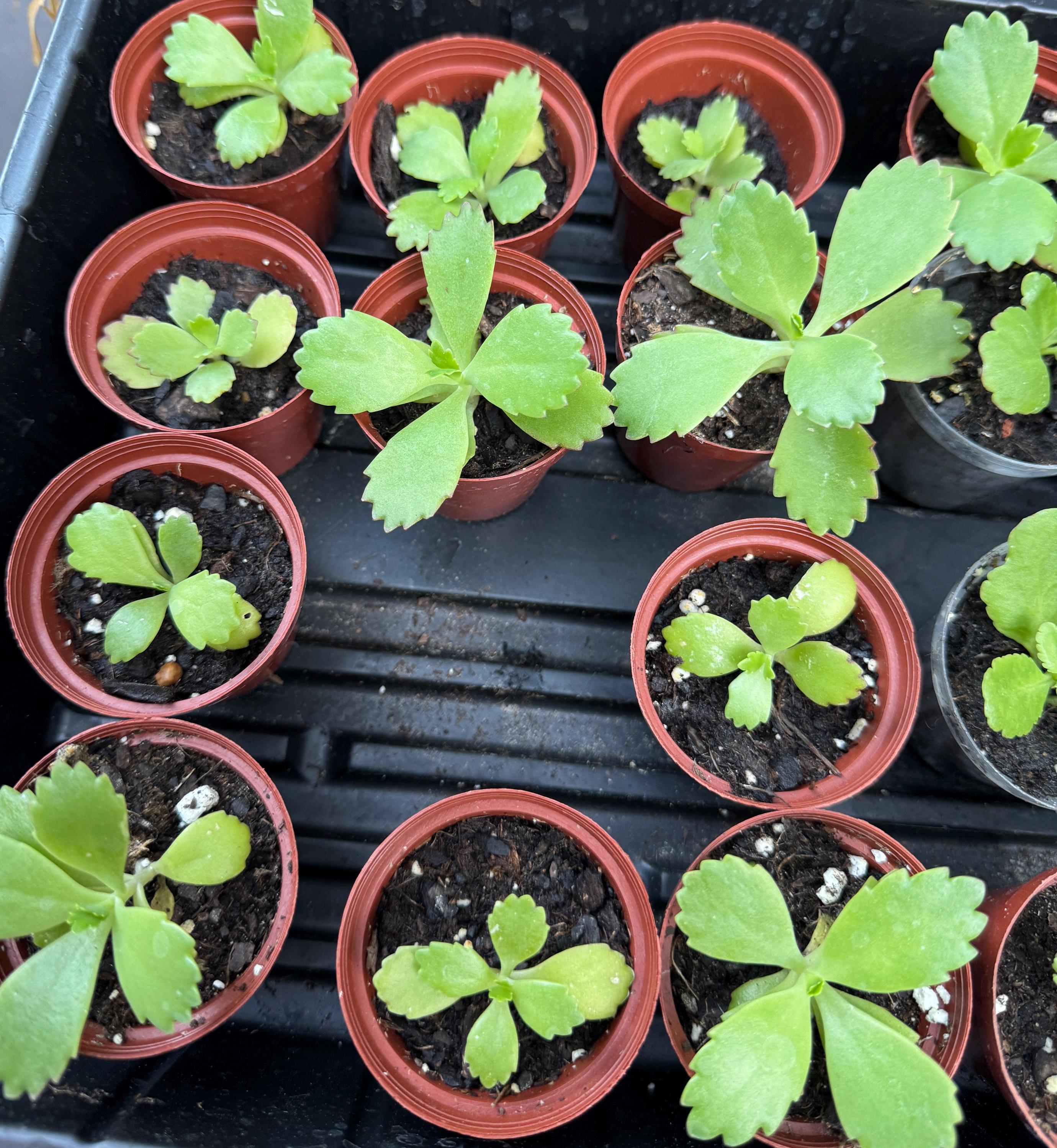 Mother of Thousands Succulent – Kalanchoe daigremontiana Starter Plant (2 Inch Pot)