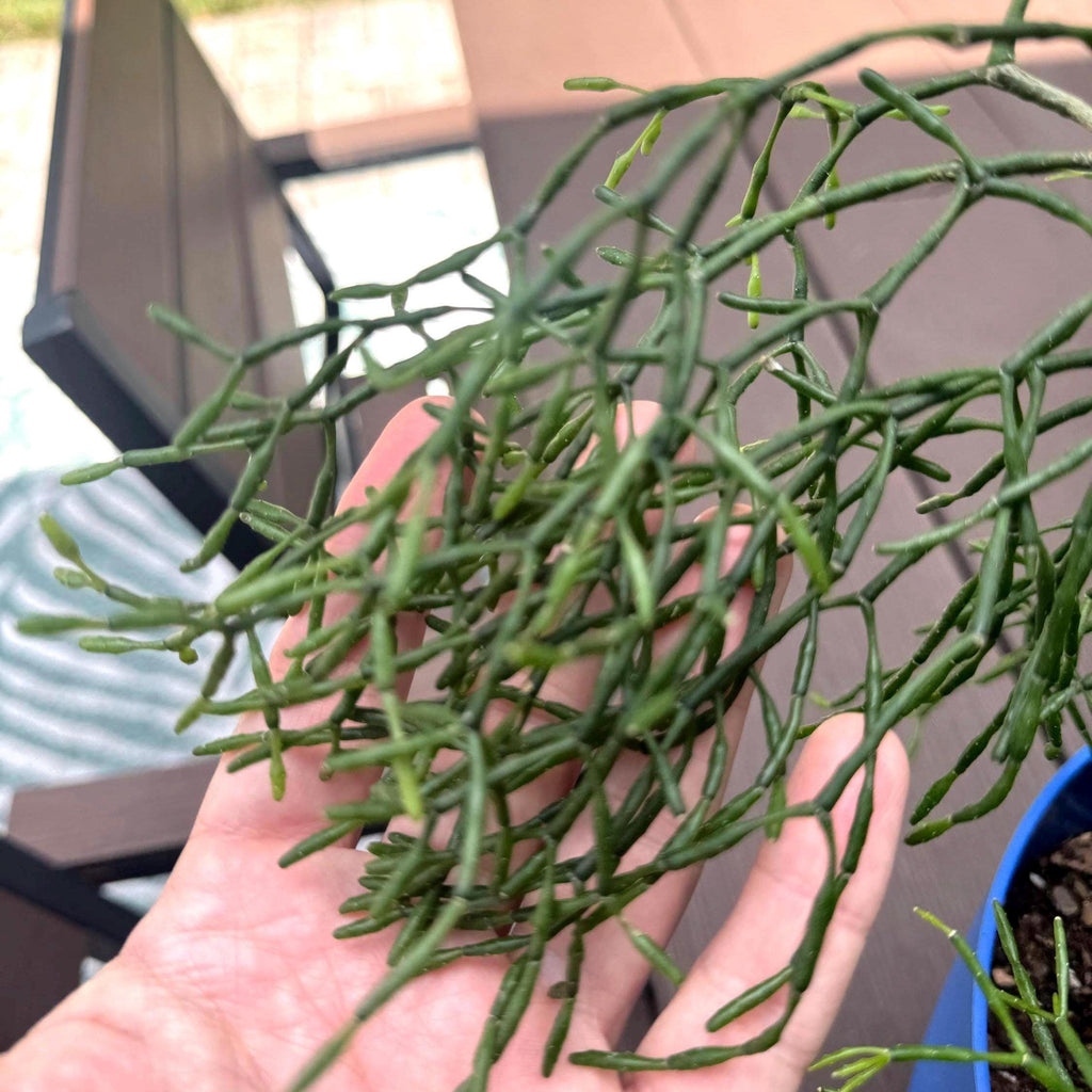 Mistletoe Cactus Rhipsalis Plant | Trailing Pet-Friendly Houseplant