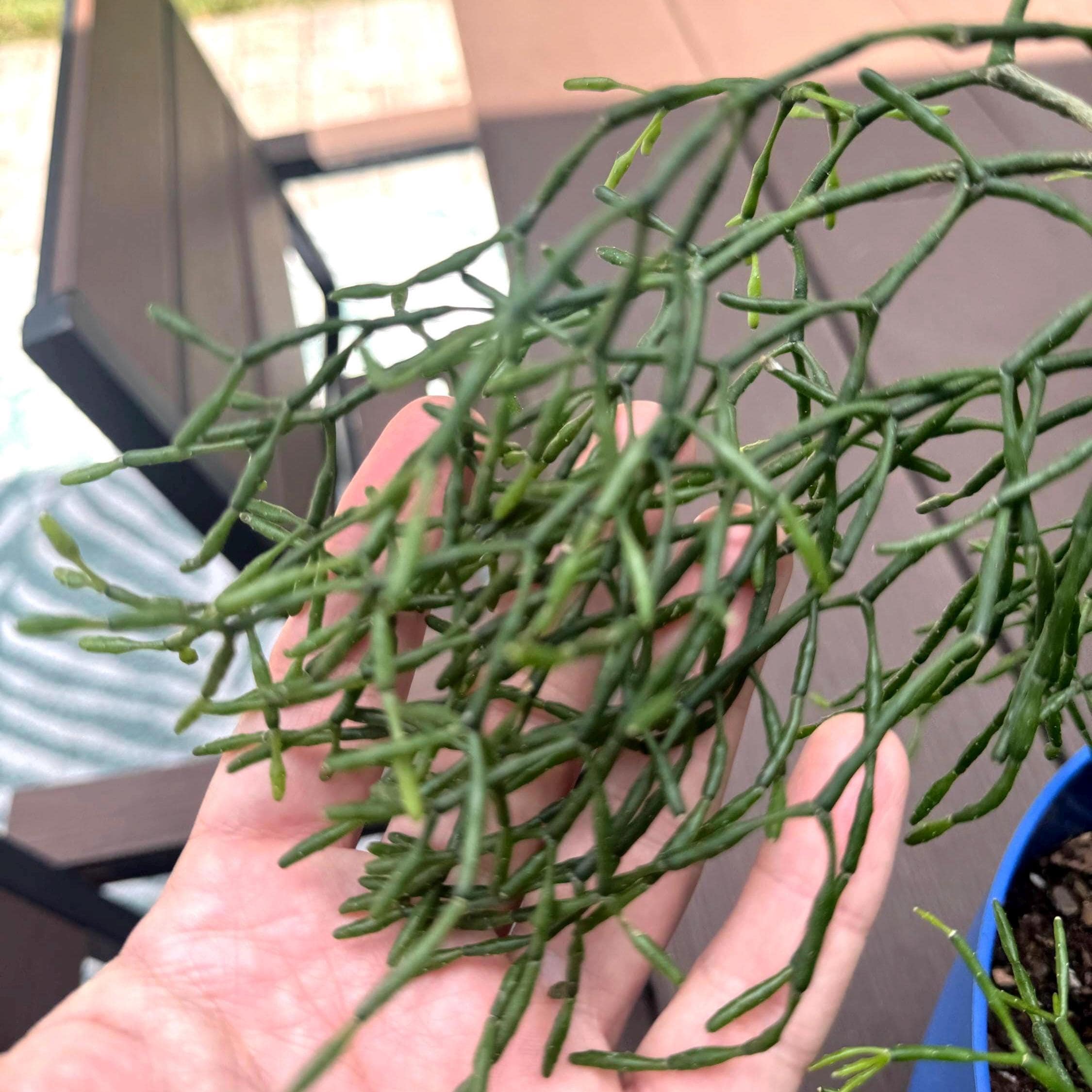 Mistletoe Cactus Rhipsalis Plant | Trailing Pet-Friendly Houseplant