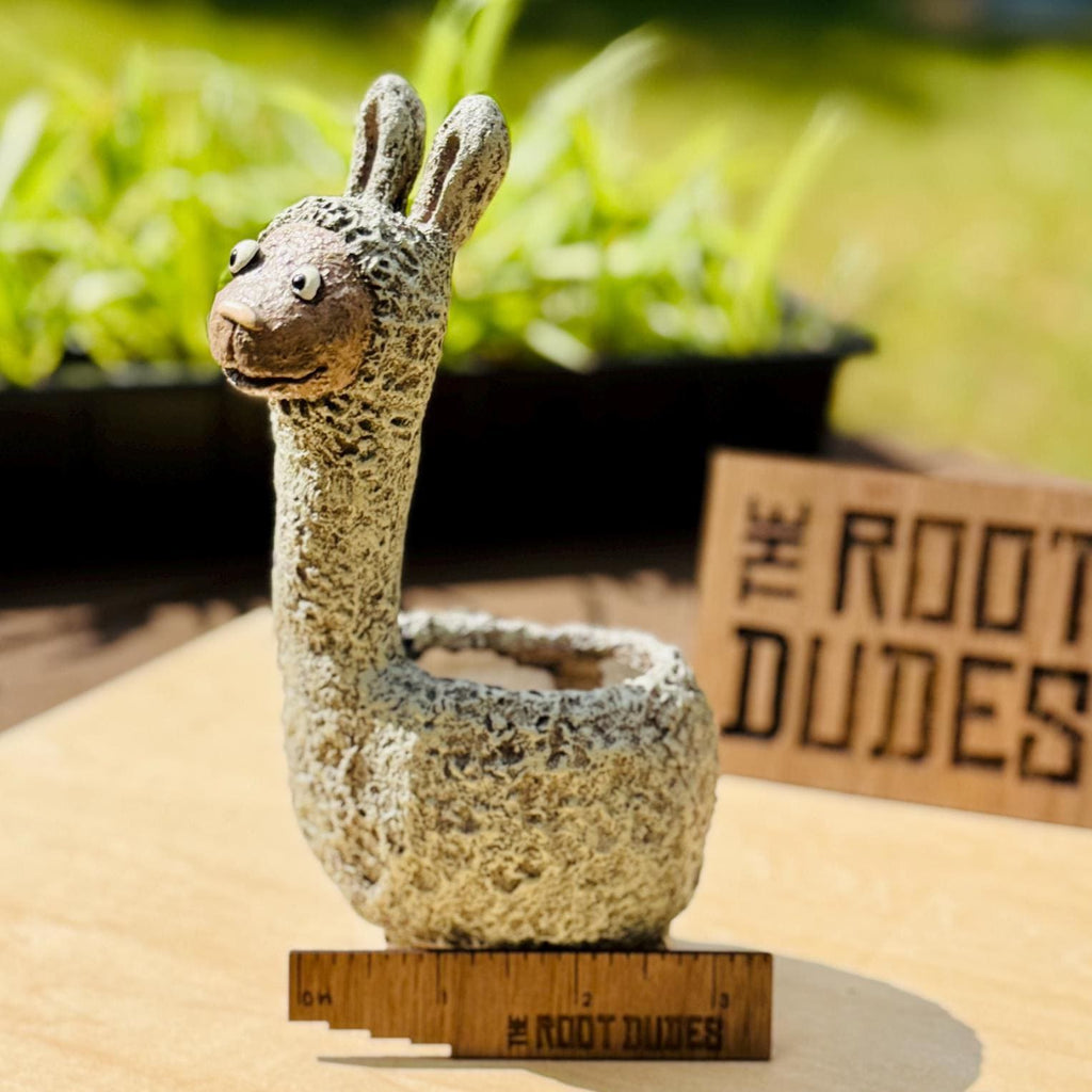 Dolly the Llama Planter | Small Succulent Pot