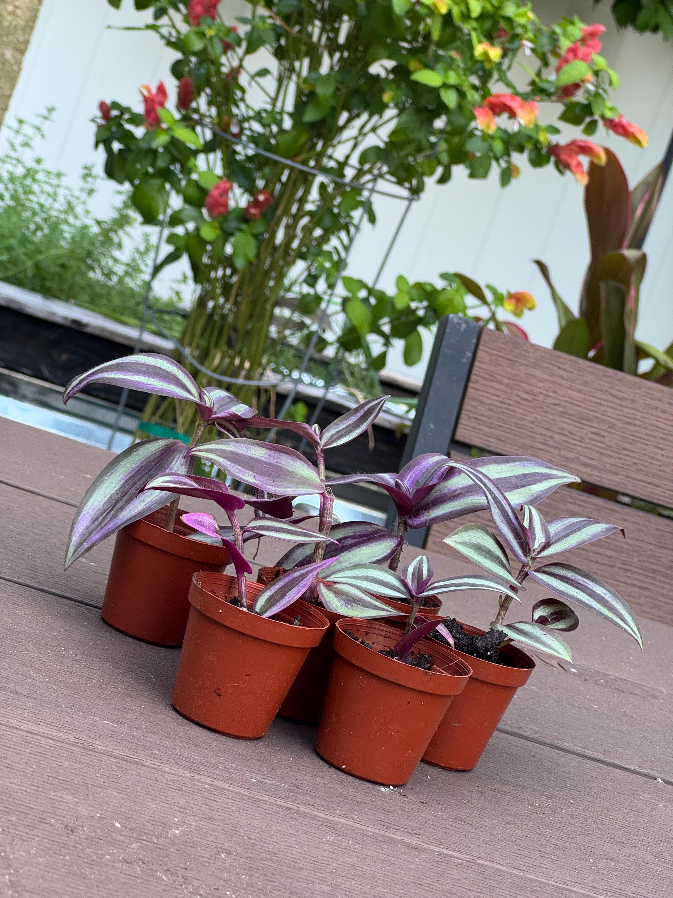 Purple Tradescantia Zebrina Starter Plant | Trailing Houseplant, Easy Care Vines