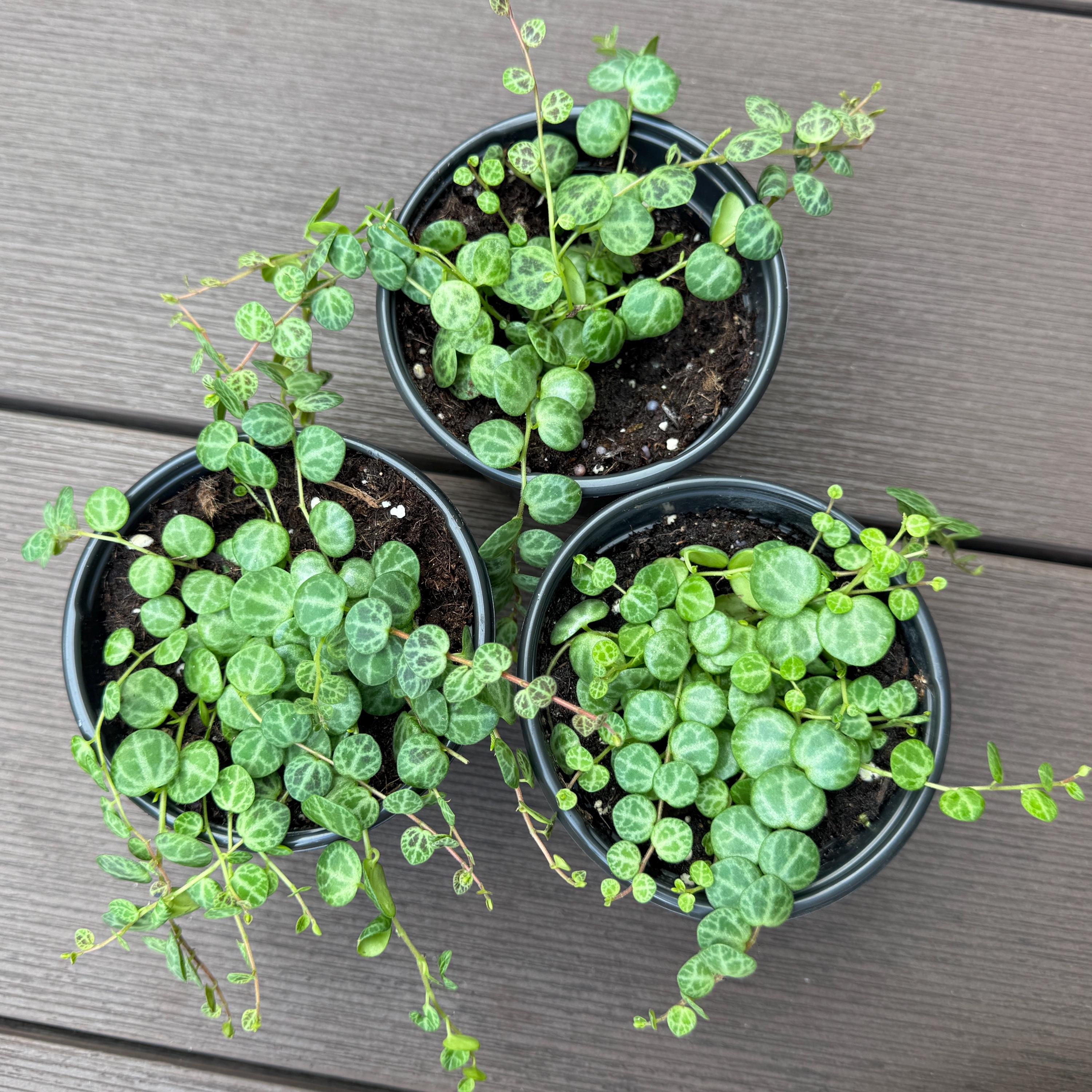 String of Turtles Plant | Peperomia Prostrata Live Plant | Rare Trailing Succulent | Hanging Indoor Houseplant