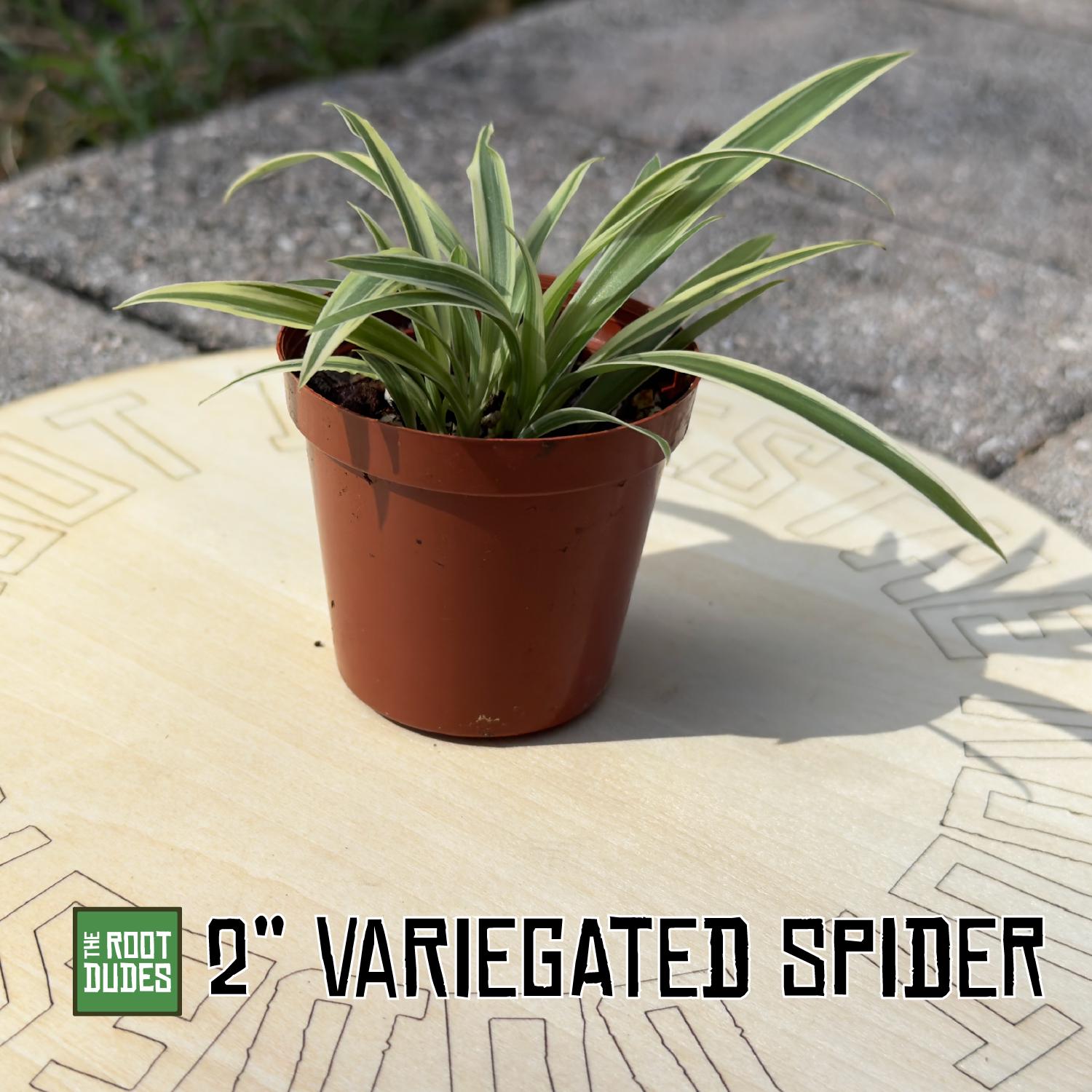 Easy-Care Variegated Spider Plant Starter | Air Purifying Houseplant | **ALL starter plants require you to purchase any 2 starter plants!**