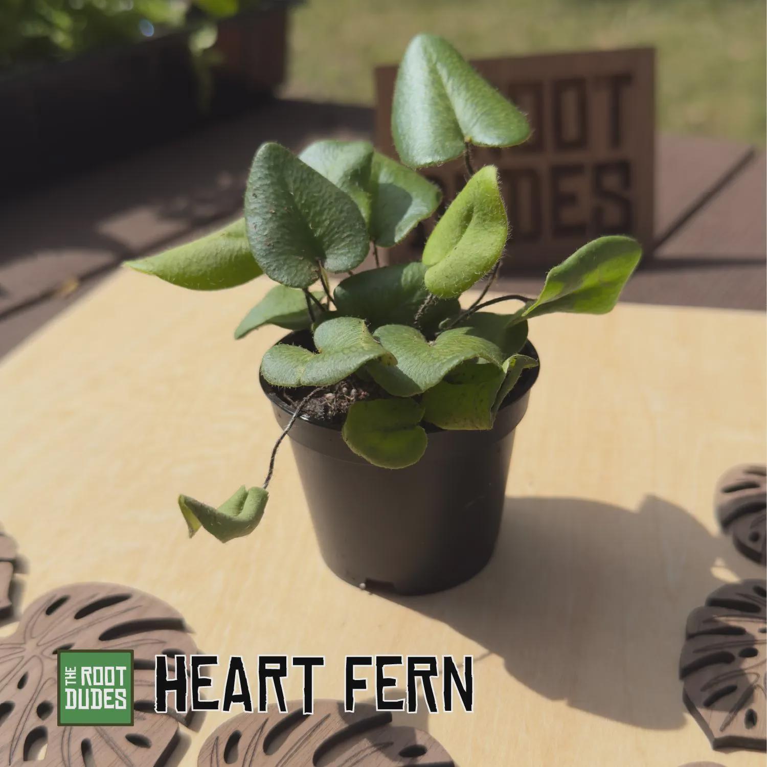Live Heart Fern Plant | Easy Care, Heart-Shaped Leaves, Miniature Houseplant