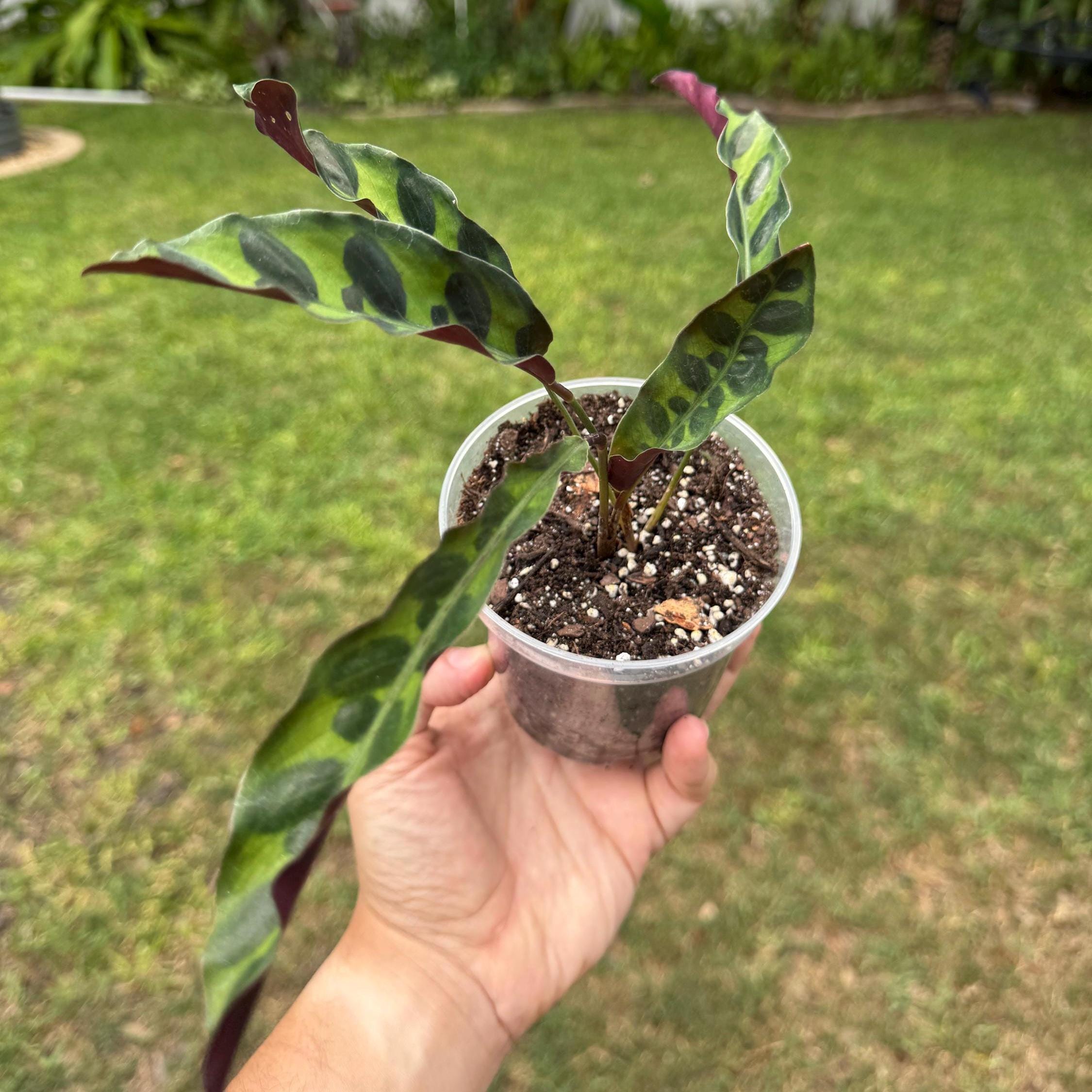 Calathea Rattlesnake Plant | Lancifolia Prayer Plant, Tropical Houseplant (4 Inch Pot)