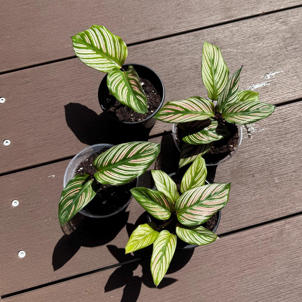 Calathea White Star Plant | Variegated Prayer Plant, Tropical Houseplant (4-Inch Starter)