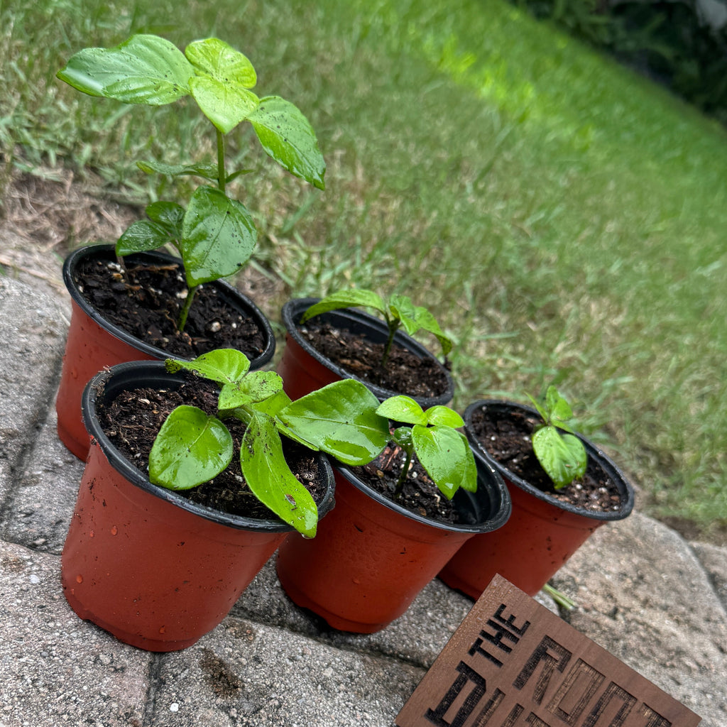 Four small potted green plants in reddish-brown plastic nursery pots arranged on a stone patio with a grassy lawn in the background. A small sign reading “THE ROOT DUMP” sits near the pots.