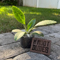 A small potted green plant sits on a gray stone patio outdoors, with grass and a white fence in the background. A small wooden sign next to the pot reads 'THE ROOT DUDES'.