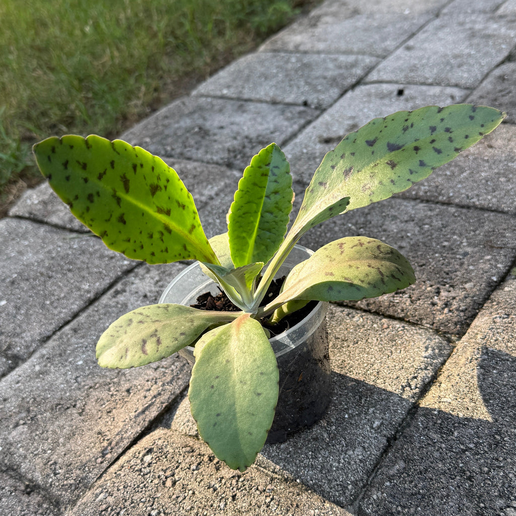 A small potted green plant with spotted leaves sits on a gray stone patio outdoors next to a grassy lawn.
