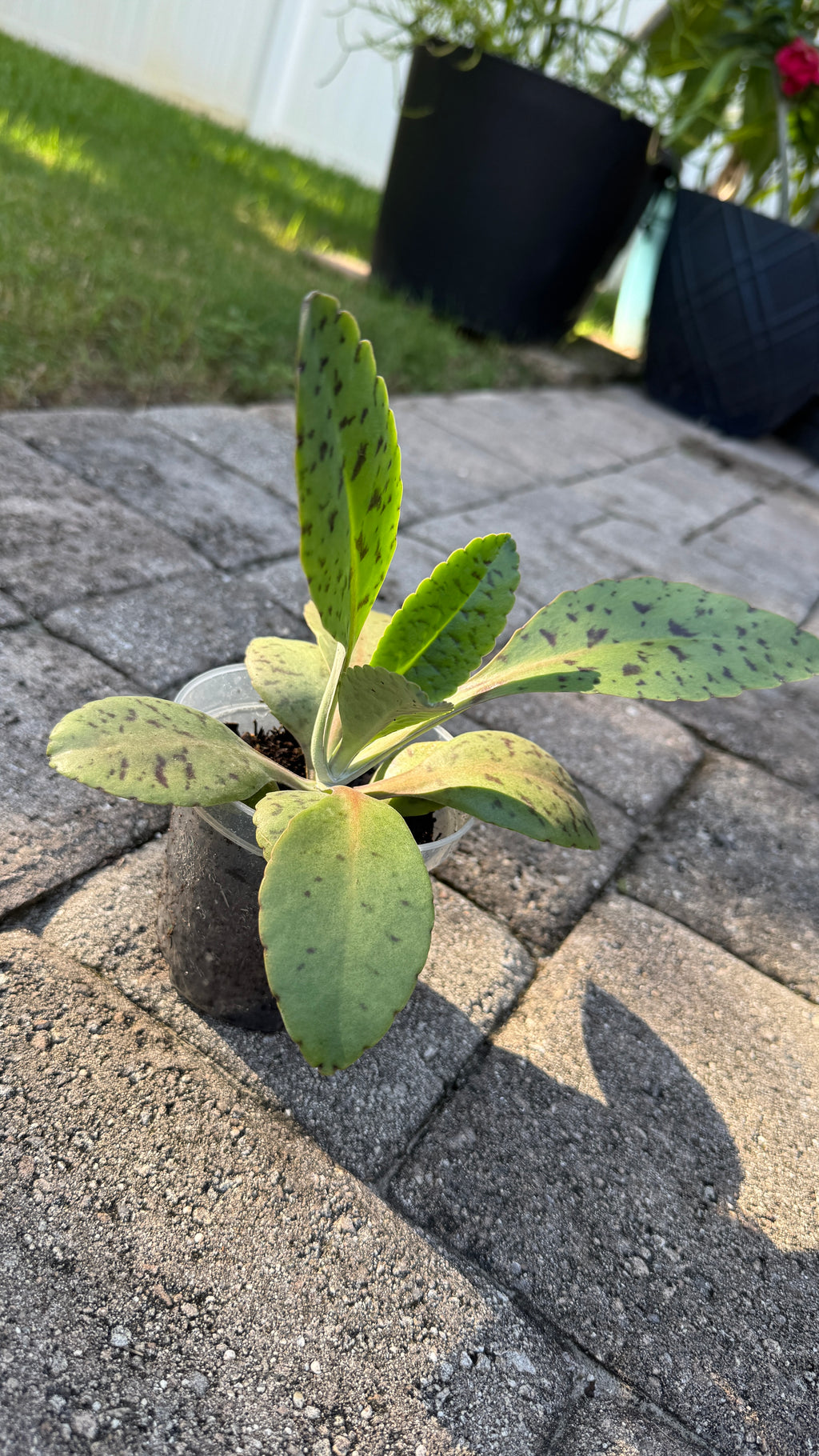 A small potted succulent plant with green leaves spotted with dark spots, sitting on a gray stone paver patio outdoors.