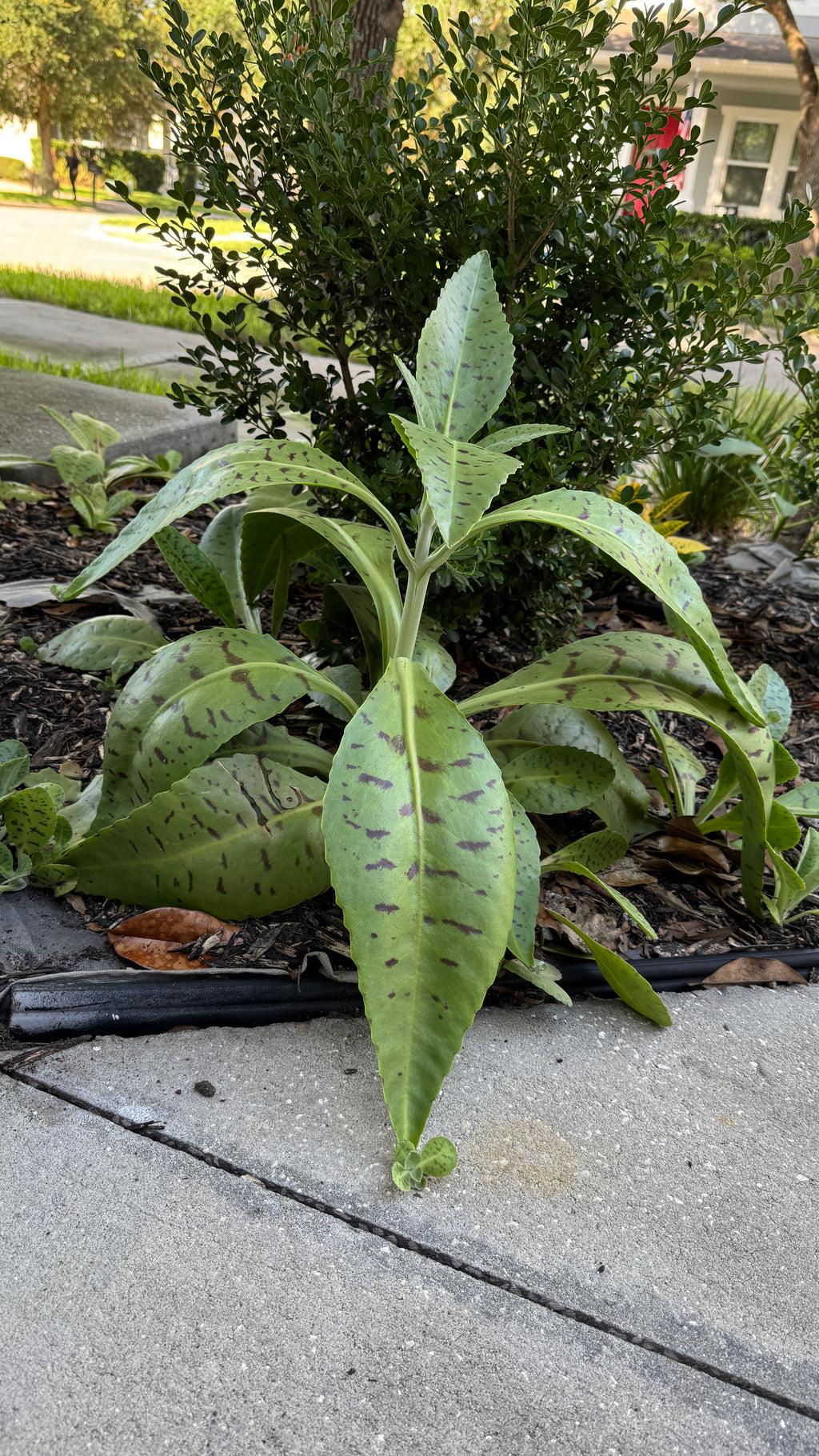 A green leafy plant with spotted variegation growing in a garden bed on a concrete sidewalk, with shrubs and a house visible in the background.