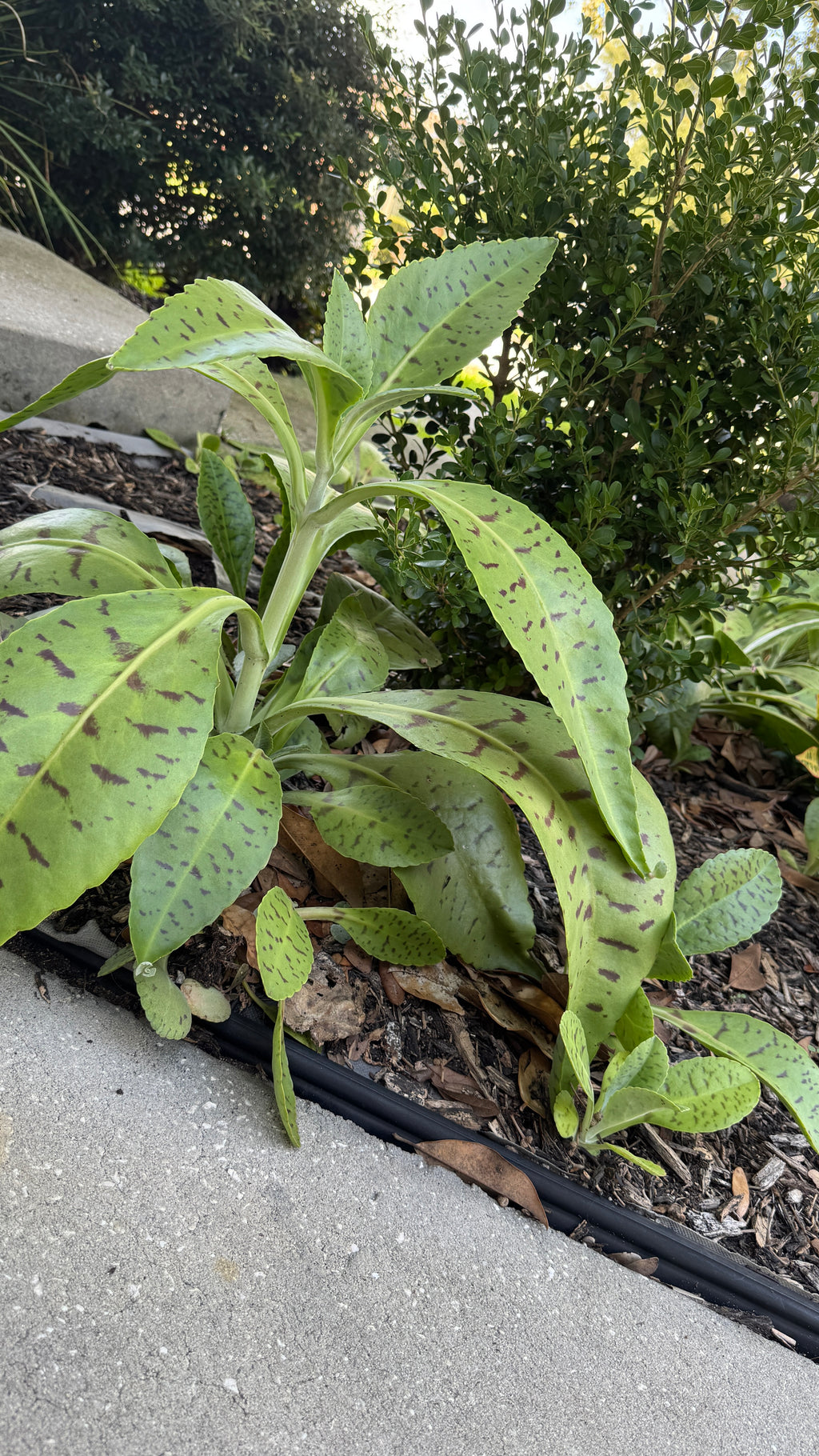 A green spotted plant with elongated leaves growing in a garden bed next to a concrete path, with mulch and other plants in the background.