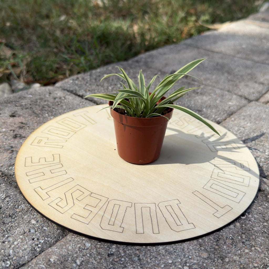 Easy-Care Variegated Spider Plant Starter | Air Purifying Houseplant | **ALL starter plants require you to purchase any 2 starter plants!**