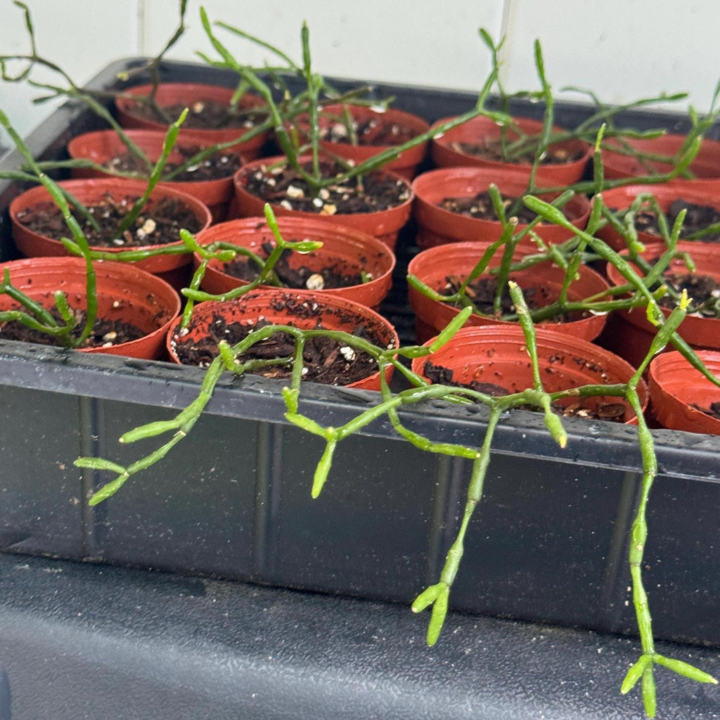 Mistletoe Cactus Rhipsalis Plant | Trailing Pet-Friendly Houseplant