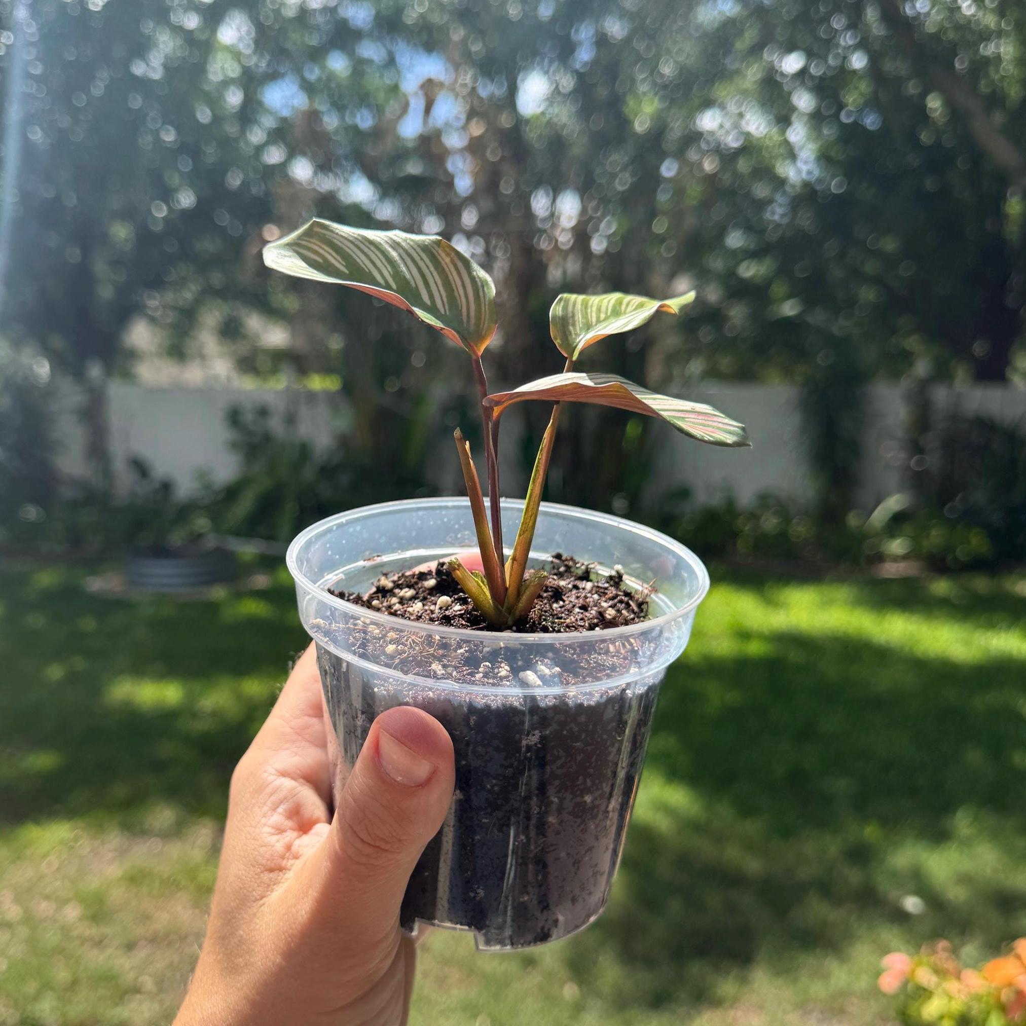 Calathea White Star Plant | Variegated Prayer Plant, Tropical Houseplant (4-Inch Starter)