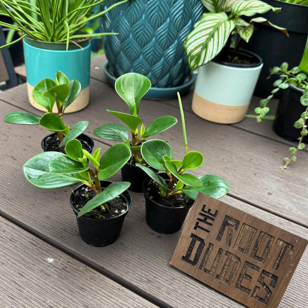Peperomia Red Canyon Live Plant | Rare Compact Houseplant, Easy Care (2.5 Inch Starter Pot)