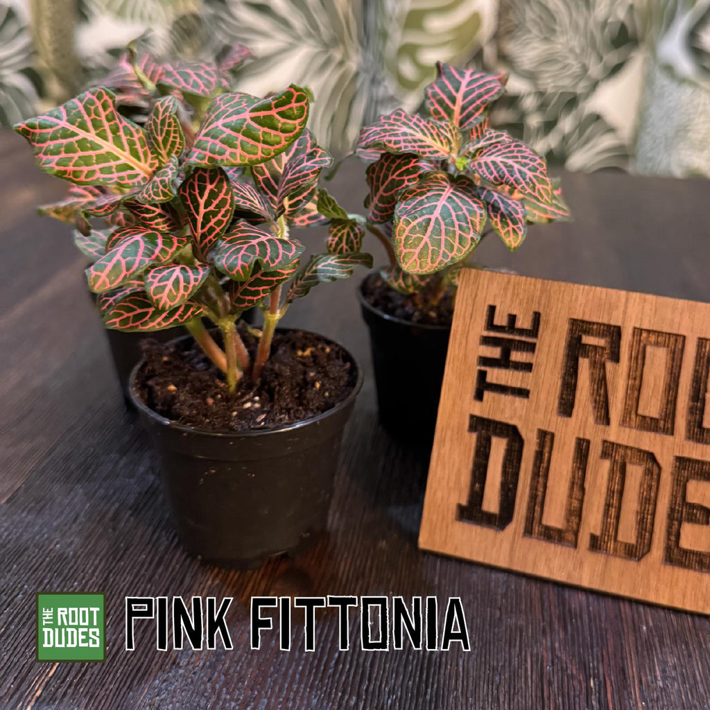 Pink Fittonia | Nerve Plant, Pink Veins, Terrarium, Pet Safe Houseplant