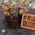 Pink Fittonia | Nerve Plant, Pink Veins, Terrarium, Pet Safe Houseplant