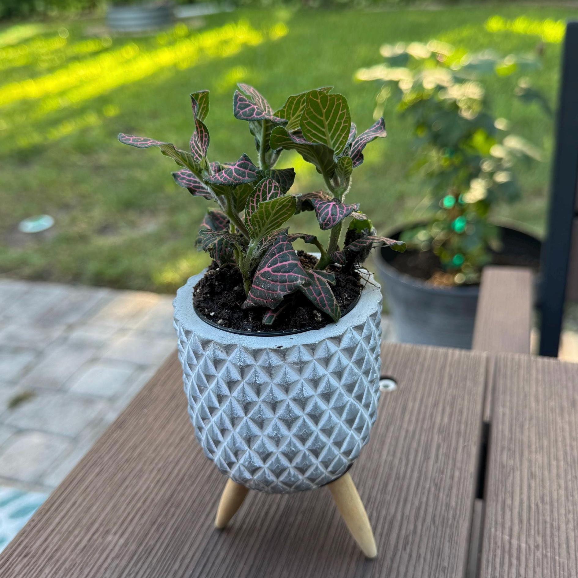 Pink Fittonia | Nerve Plant, Pink Veins, Terrarium, Pet Safe Houseplant