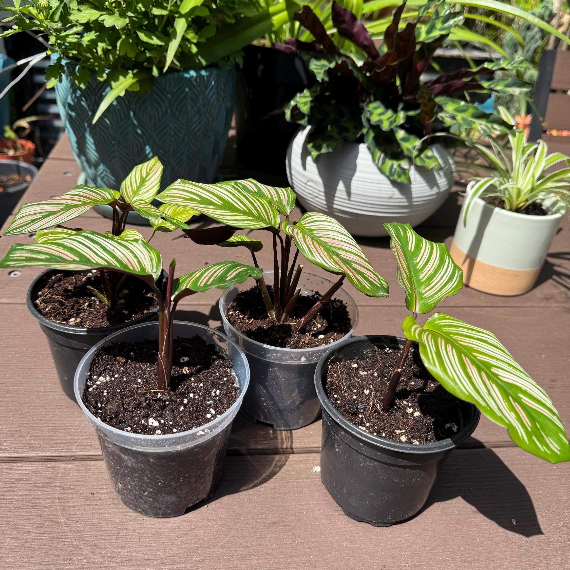 Calathea White Star Plant | Variegated Prayer Plant, Tropical Houseplant (4-Inch Starter)