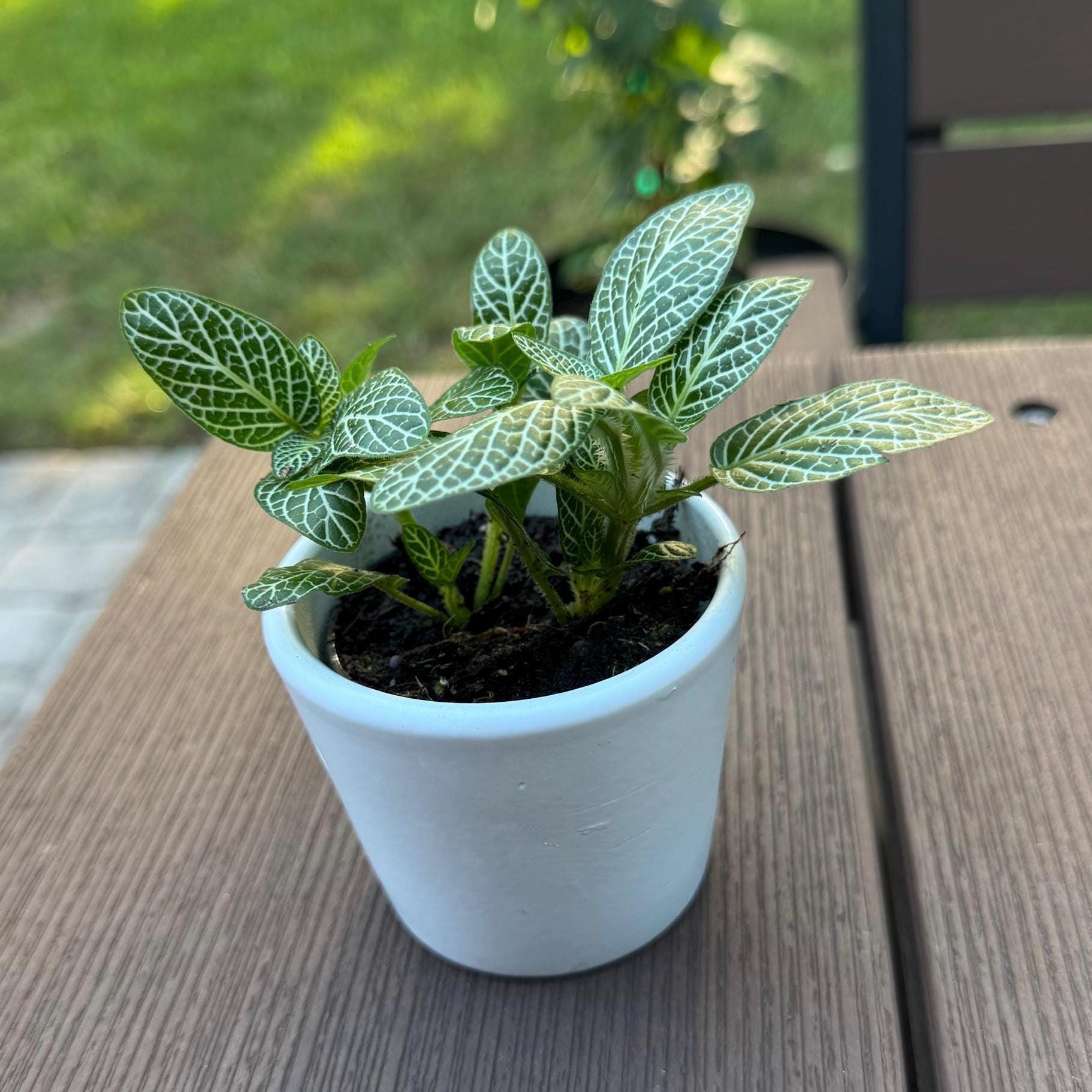 White Fittonia | Nerve Plant, Mosaic Plant, Pet Safe Houseplant