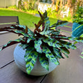 Calathea Rattlesnake Plant | Lancifolia Prayer Plant, Tropical Houseplant (4 Inch Pot)