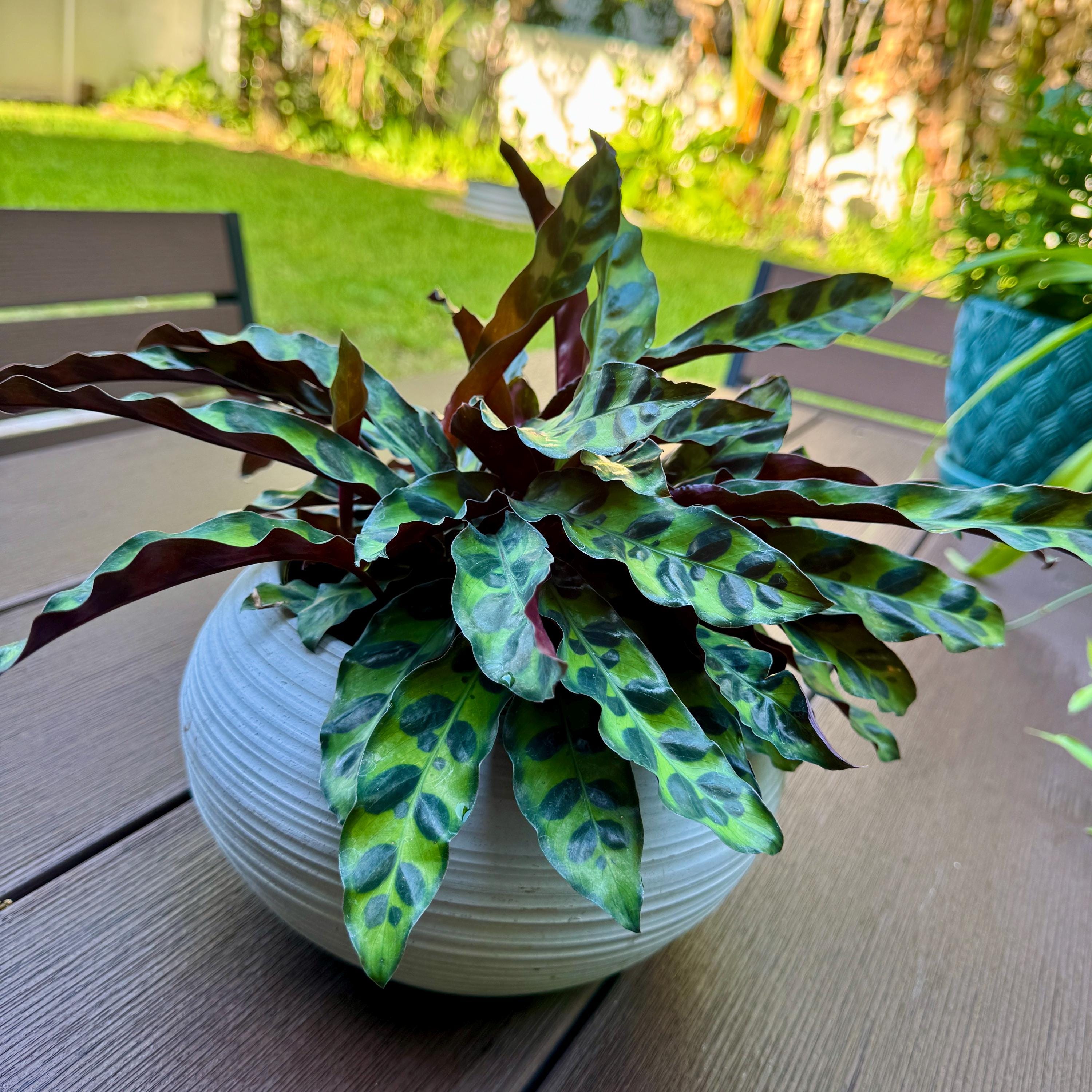 Calathea Rattlesnake Plant | Lancifolia Prayer Plant, Tropical Houseplant (4 Inch Pot)