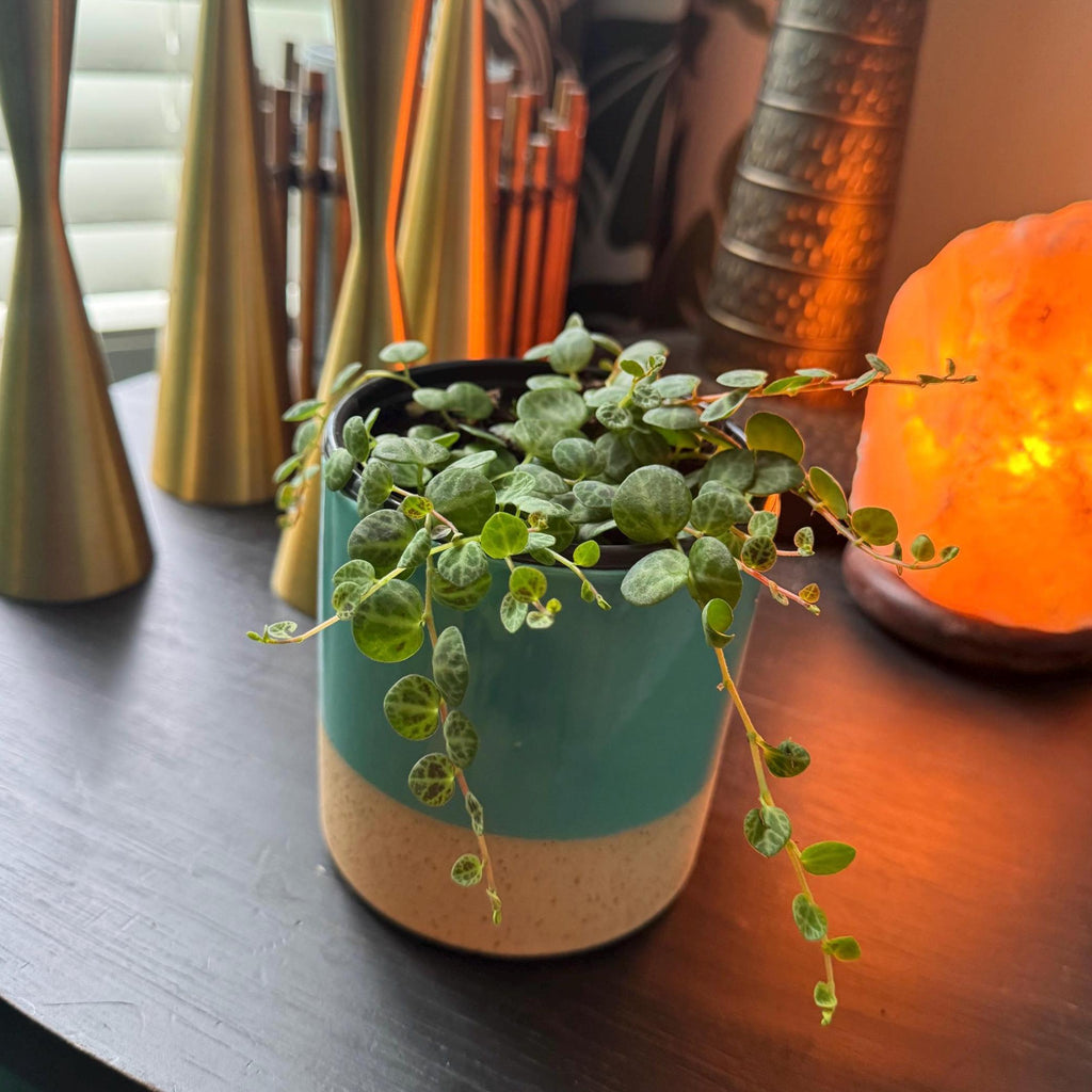 String of Turtles Plant | Peperomia Prostrata Live Plant | Rare Trailing Succulent | Hanging Indoor Houseplant
