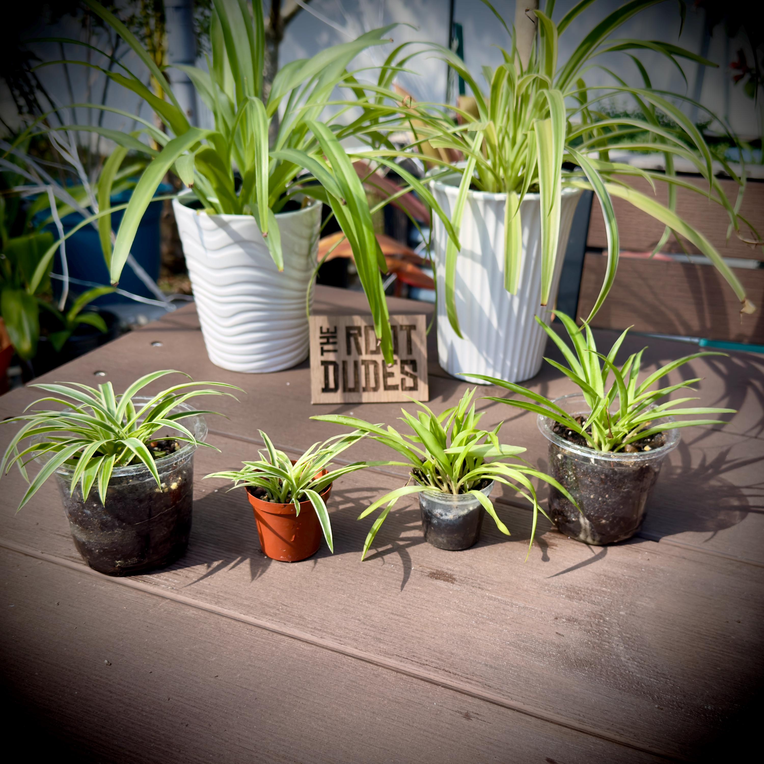Easy-Care Variegated Spider Plant Starter | Air Purifying Houseplant | **ALL starter plants require you to purchase any 2 starter plants!**