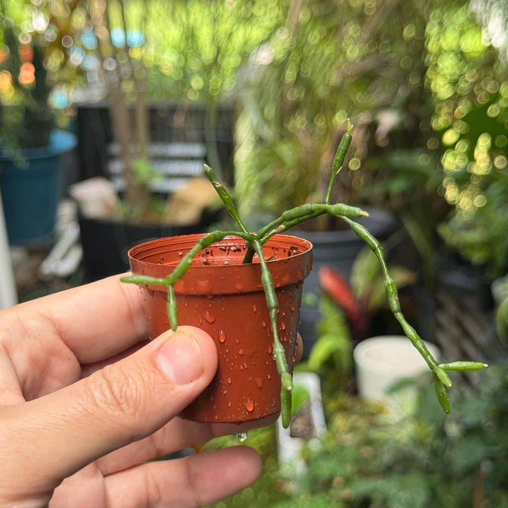 Mistletoe Cactus Rhipsalis Plant | Trailing Pet-Friendly Houseplant