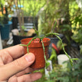Mistletoe Cactus Rhipsalis Plant | Trailing Pet-Friendly Houseplant