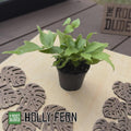 Live Holly Fern Starter Plant, Easy Care Indoor Houseplant (2.5 Inch)