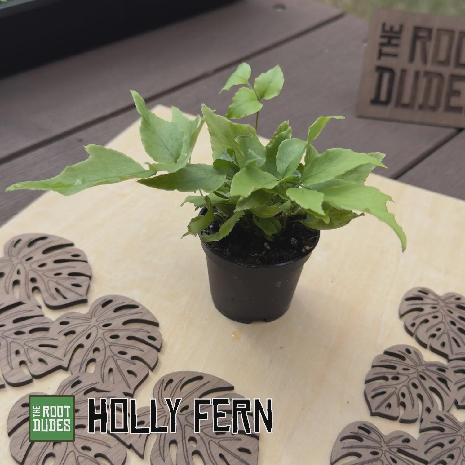 Live Holly Fern Starter Plant, Easy Care Indoor Houseplant (2.5 Inch)