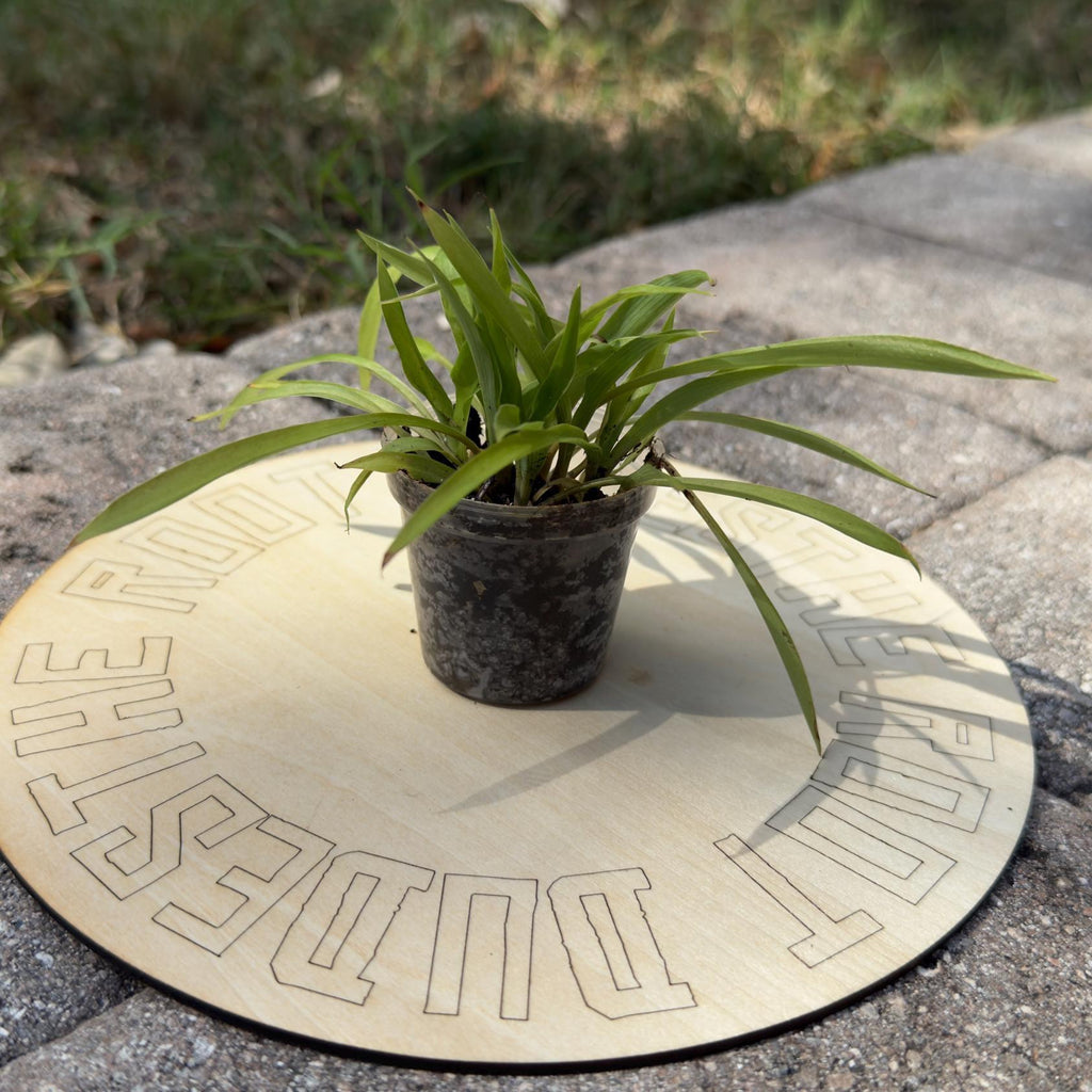 Green Spider Plant Starter | Easy-Care Air Purifying Houseplant (2 Inch Pot)