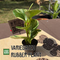 Variegated Rubber Plant Starter | Live Houseplant, Green Cream Leaves (2.5 inch Pot)