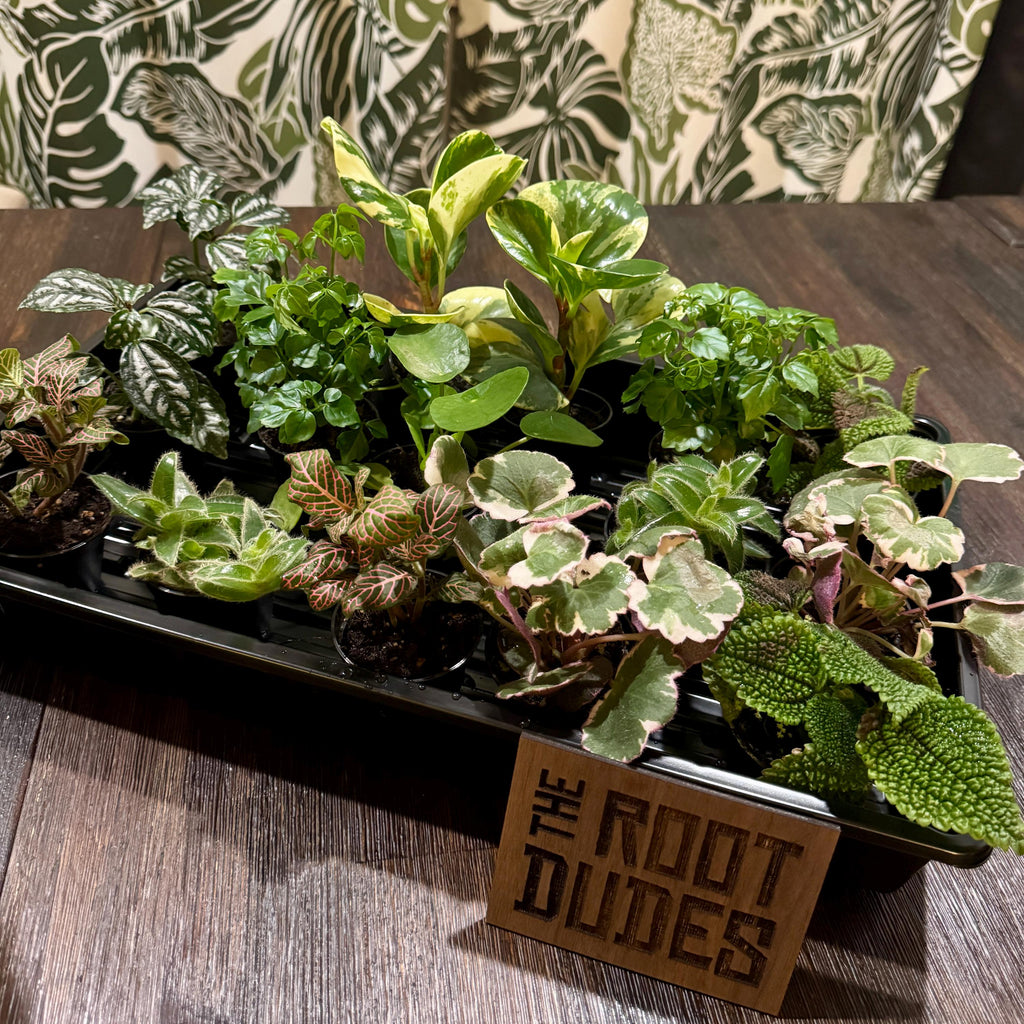 Pink Fittonia | Nerve Plant, Pink Veins, Terrarium, Pet Safe Houseplant