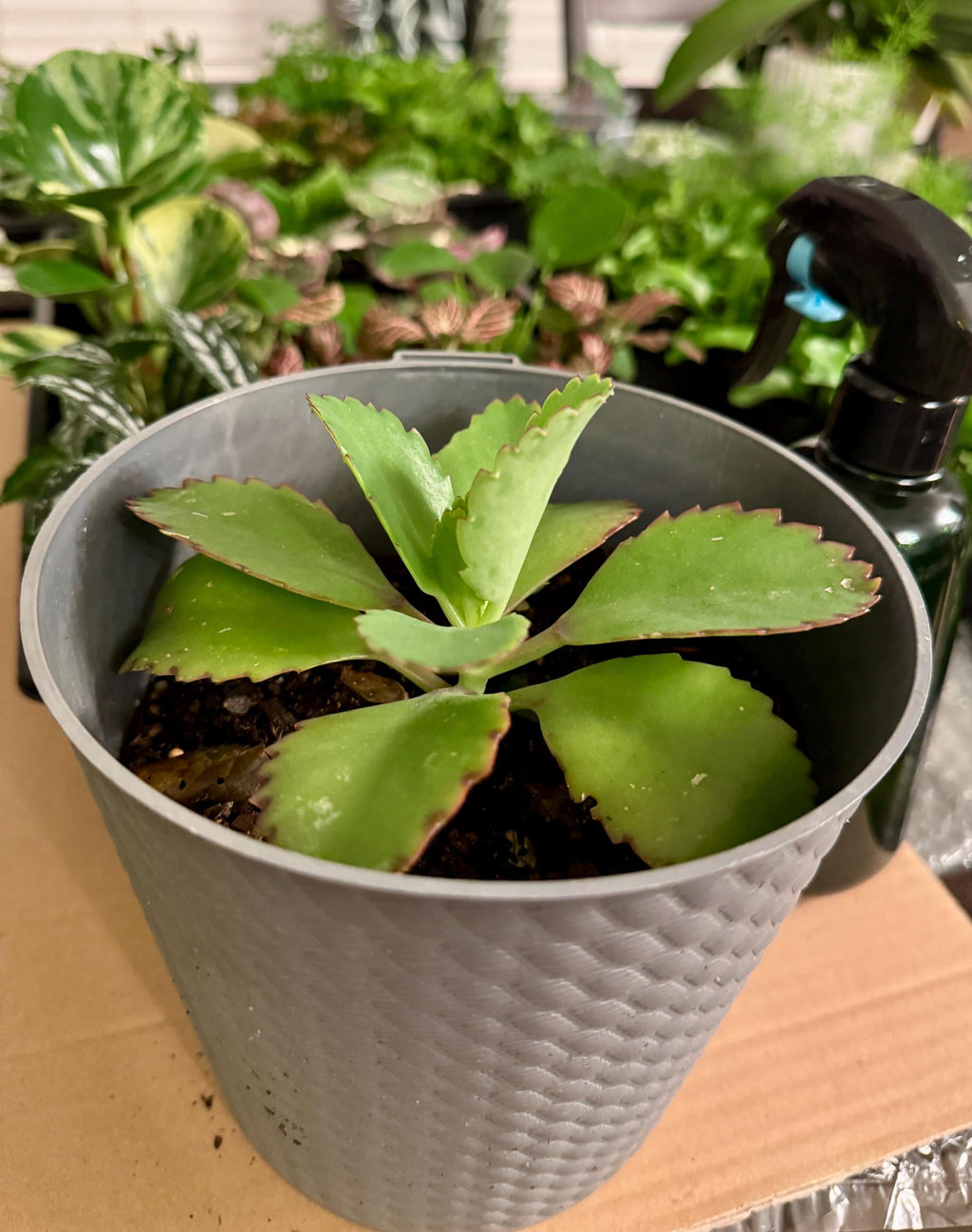 Mother of Thousands Succulent – Kalanchoe daigremontiana Starter Plant (2 Inch Pot)