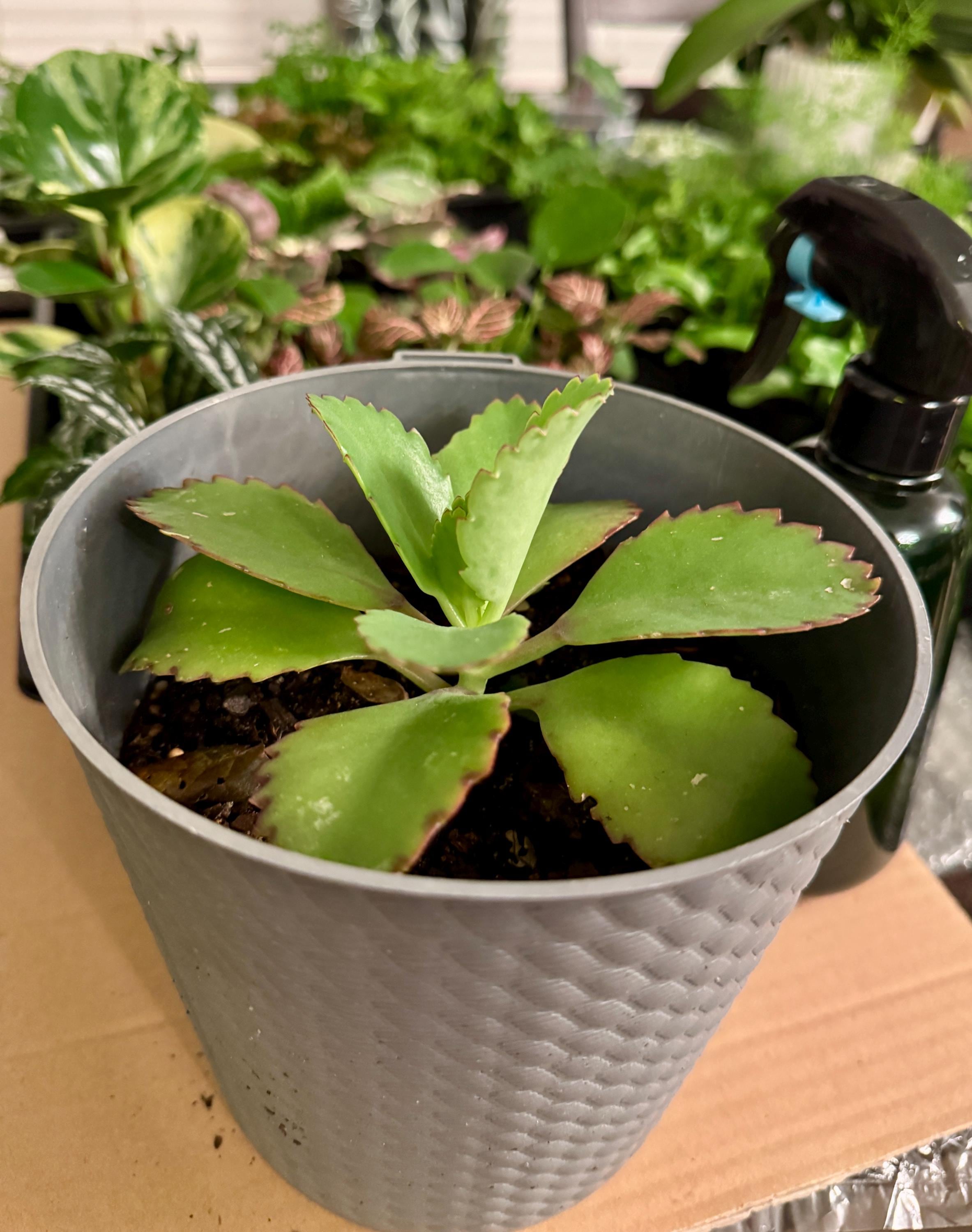 Mother of Thousands Succulent – Kalanchoe daigremontiana Starter Plant (2 Inch Pot)