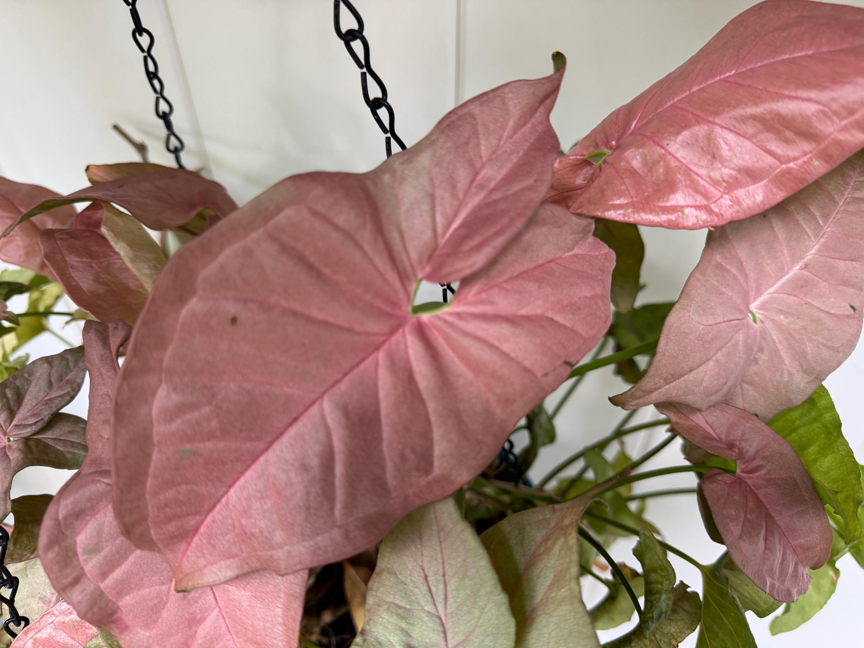 Pink Syngonium Starter Plant – Blush Arrowhead Vine, Easy Care Indoor Houseplant (2 Plant Minimum)