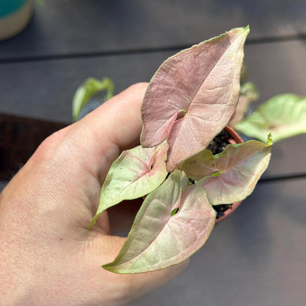 Pink Syngonium Starter Plant – Blush Arrowhead Vine, Easy Care Indoor Houseplant (2 Plant Minimum)