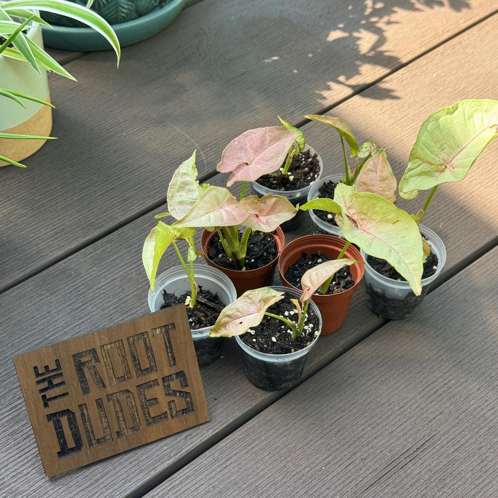 Pink Syngonium Starter Plant – Blush Arrowhead Vine, Easy Care Indoor Houseplant (2 Plant Minimum)