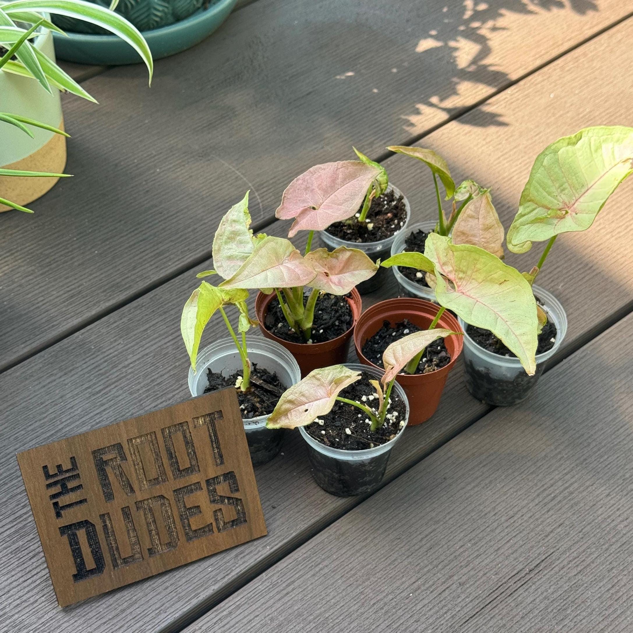 Pink Syngonium Starter Plant – Blush Arrowhead Vine, Easy Care Indoor Houseplant (2 Plant Minimum)