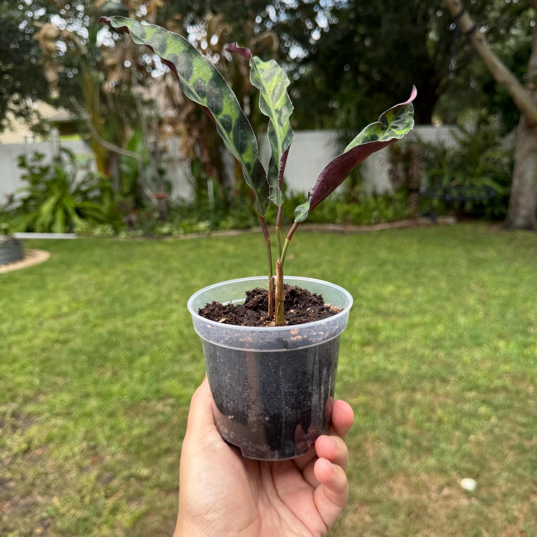 Calathea Rattlesnake Plant | Lancifolia Prayer Plant, Tropical Houseplant (4 Inch Pot)