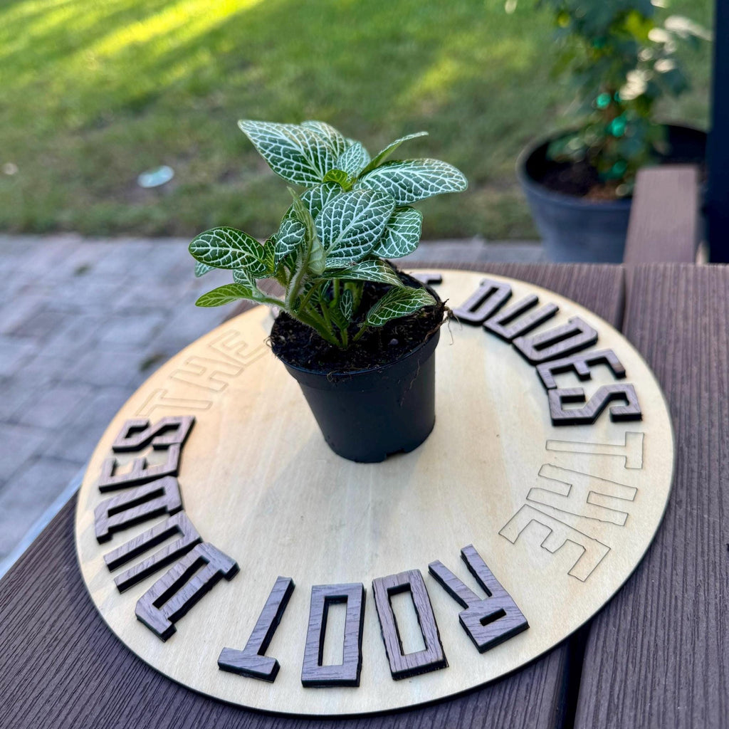 White Fittonia | Nerve Plant, Mosaic Plant, Pet Safe Houseplant