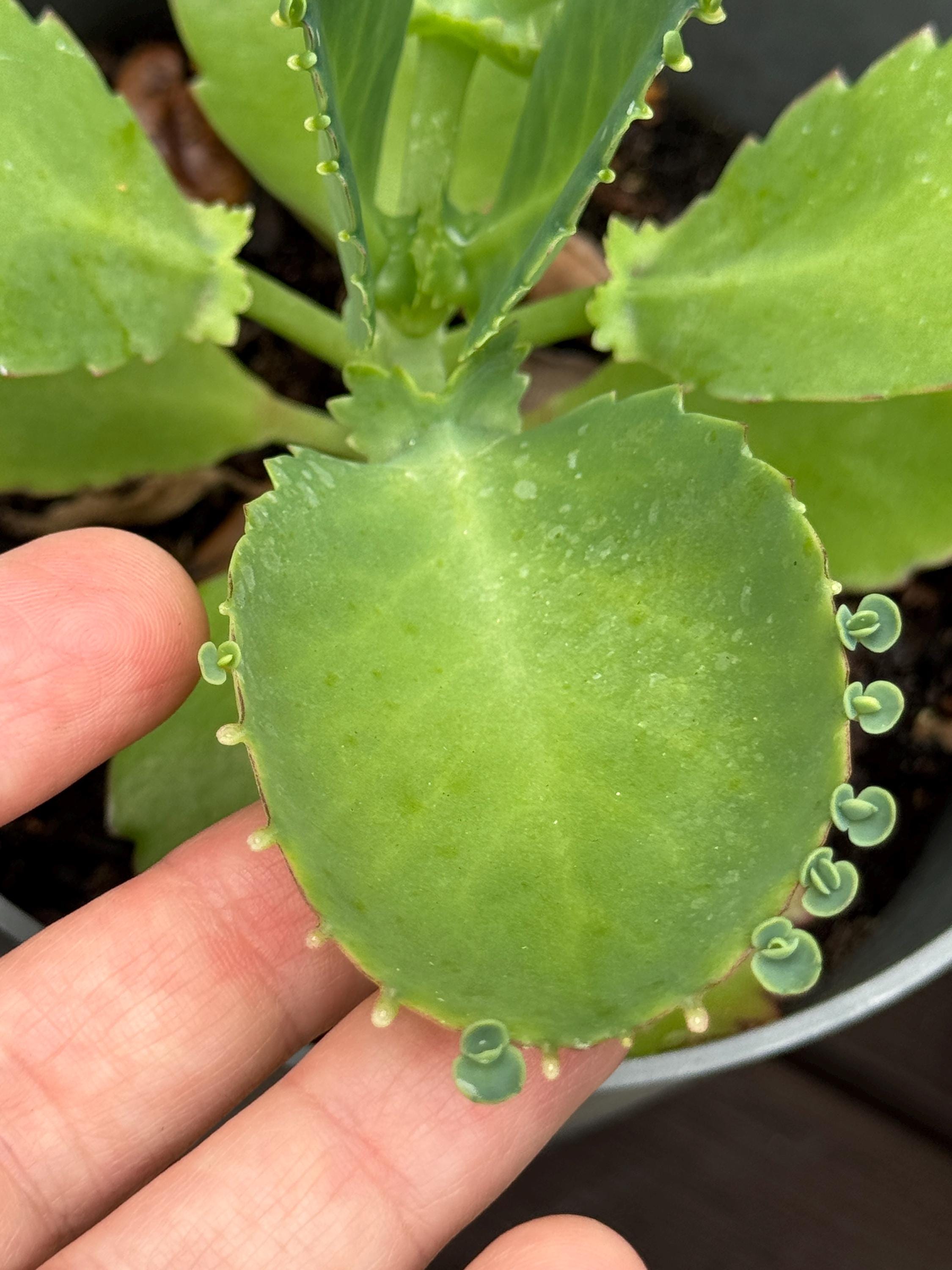 Mother of Thousands Succulent – Kalanchoe daigremontiana Starter Plant (2 Inch Pot)