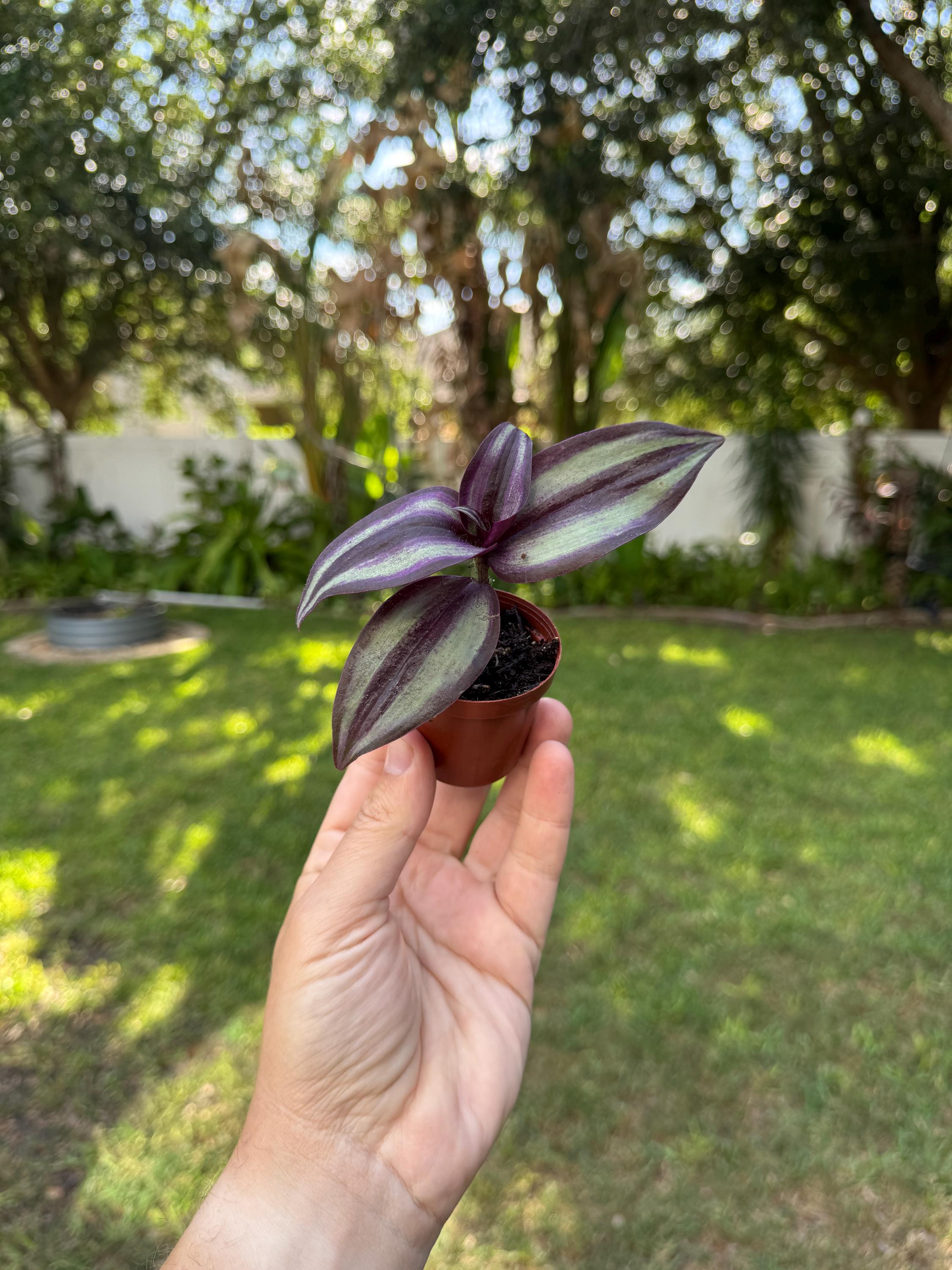 Purple Tradescantia Zebrina Starter Plant | Trailing Houseplant, Easy Care Vines