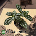 Pilea Aluminum Plant | Silver Leaf Tropical Houseplant Starter (2.5 Inch Pot)