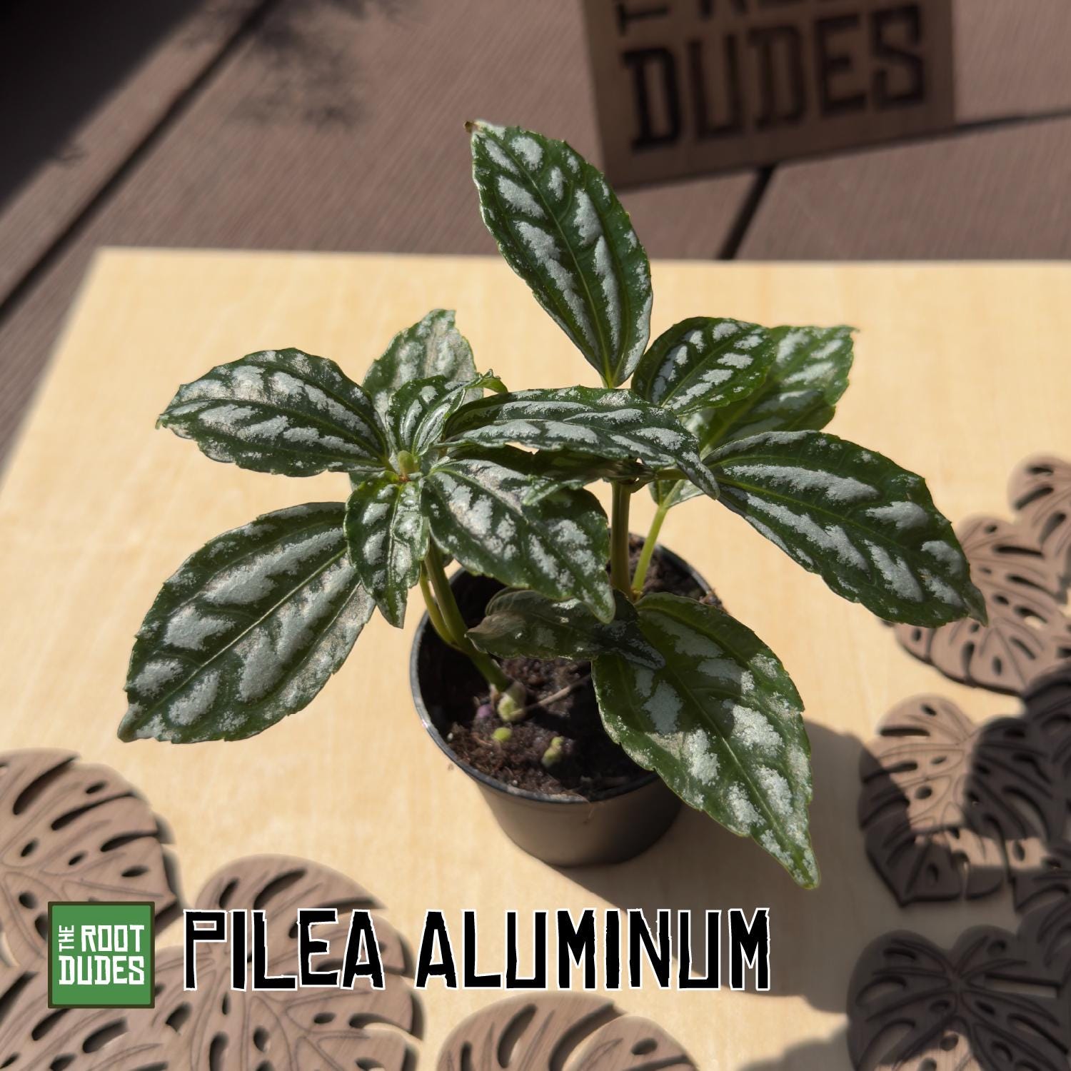 Pilea Aluminum Plant | Silver Leaf Tropical Houseplant Starter (2.5 Inch Pot)