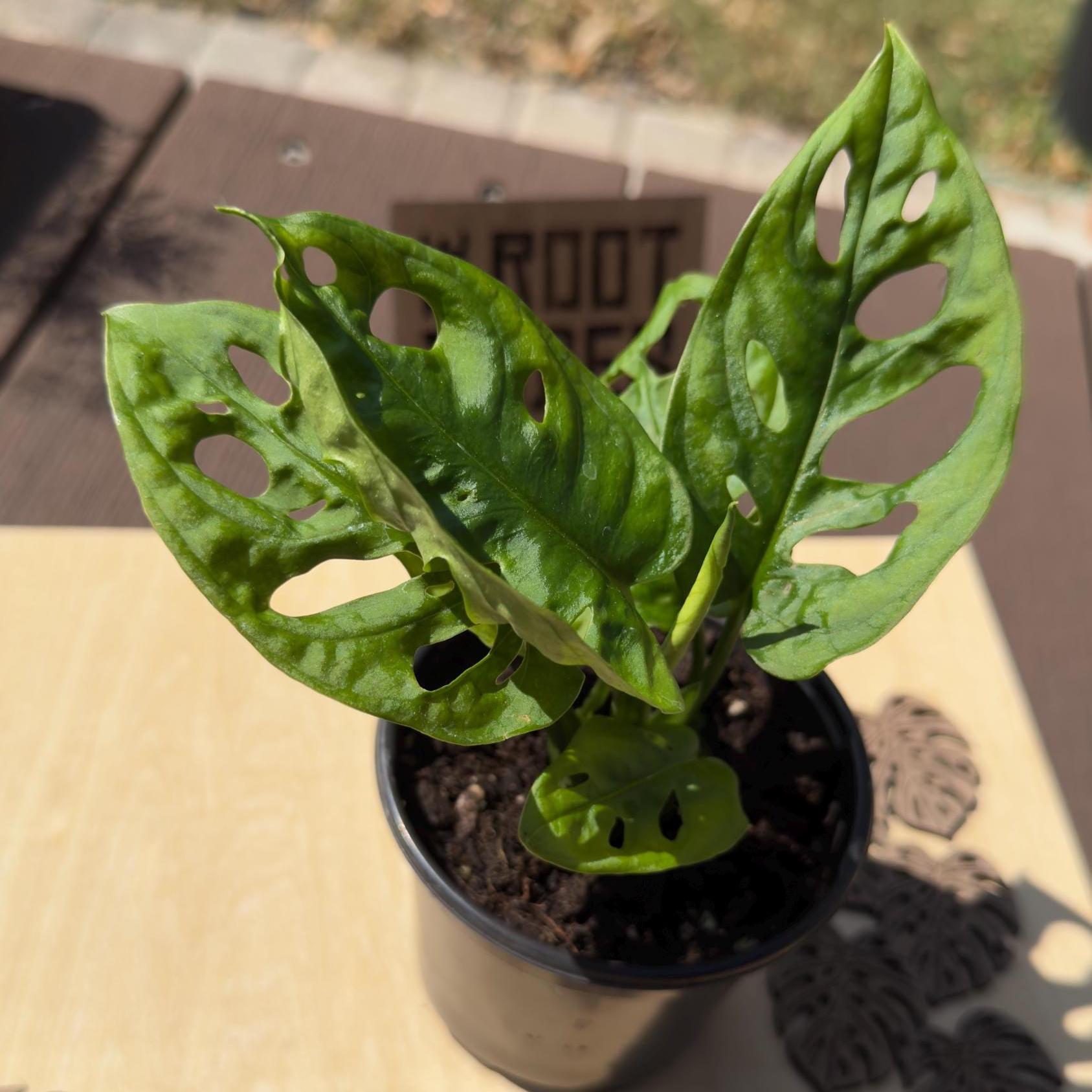 Monstera Adansonii Starter Plant | Swiss Cheese Vine, Easy Care Houseplant