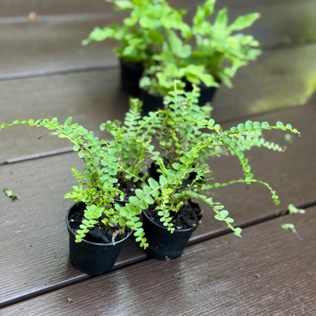 Lemon Button Fern Live Houseplant, Easy Care Miniature Fern (2.5 Inch Pot)